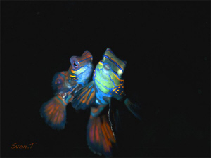 Mating mandarin fish, snoot by Sven Tramaux 